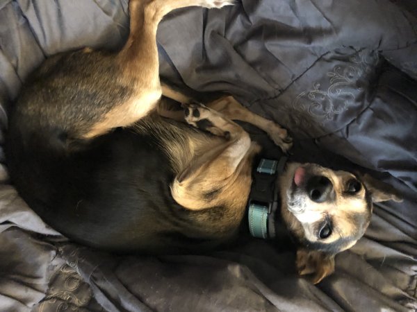 Lost Mutt in Goose Creek, SC