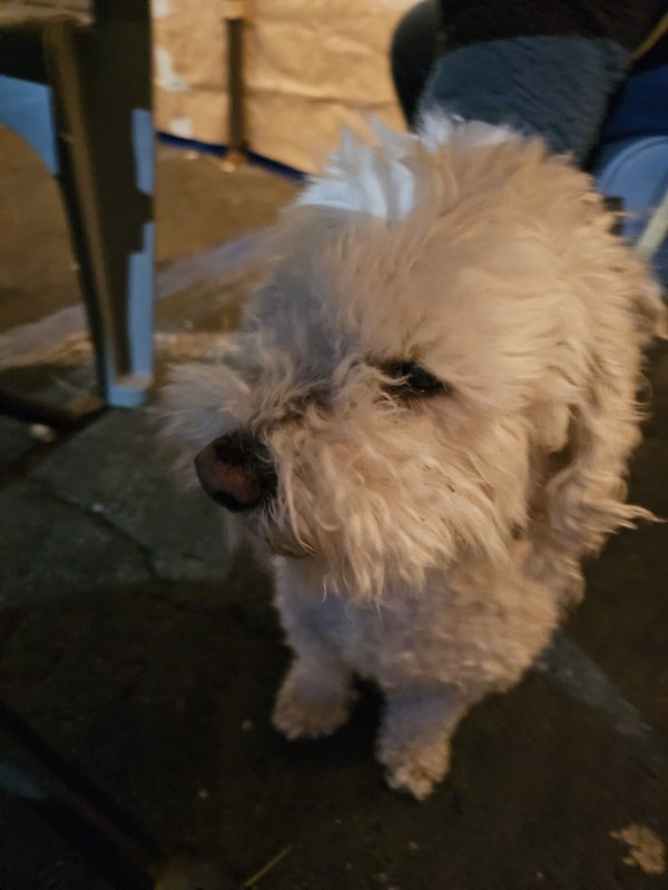 Found Poodle in California