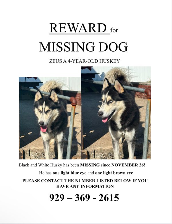 Lost Siberian Husky in West Orange, NJ