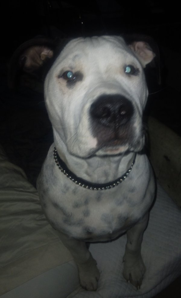 Lost American Bulldog in Dallas, TX