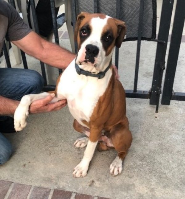 Found Boxer in Walnut, CA