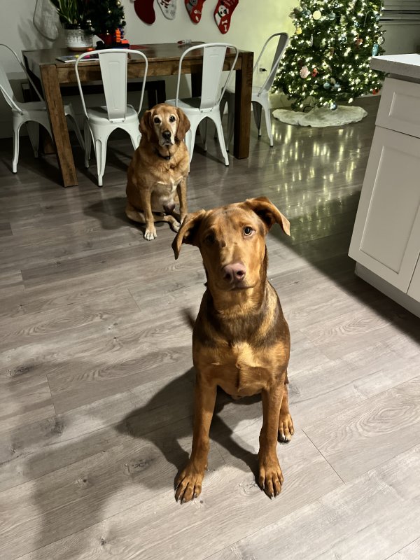 Found Rhodesian Ridgeback in Santa Margarita, CA