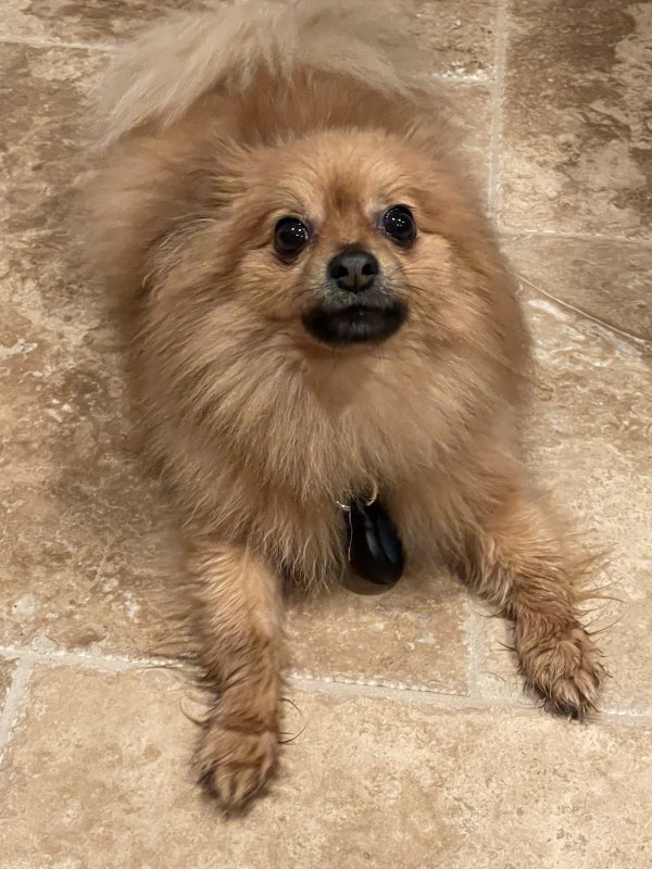 Lost Pomeranian in Illinois