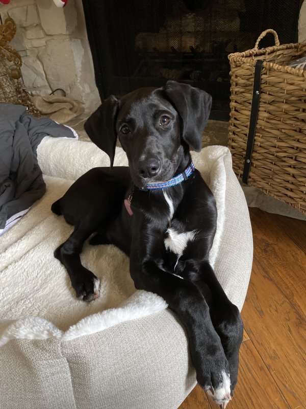 Found Weimaraner in San Antonio, TX