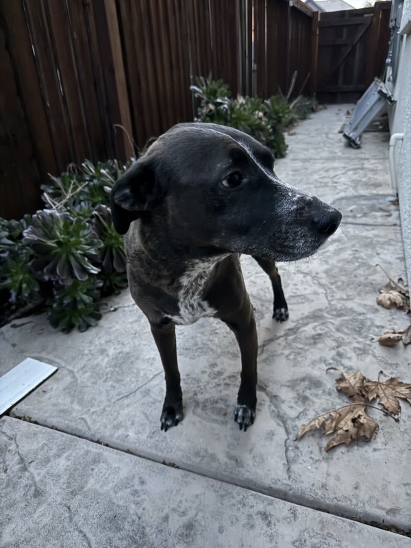 Found Mutt in Brentwood, California