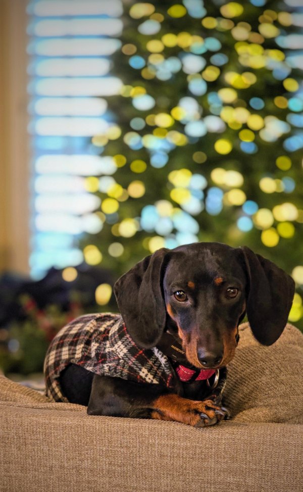 Lost Dachshund in Salt Lake City, UT