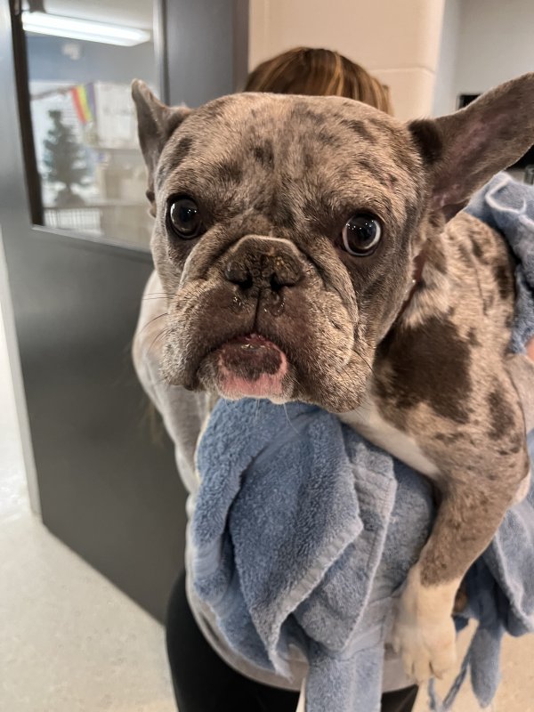 Found French Bulldog in Indianapolis, IN