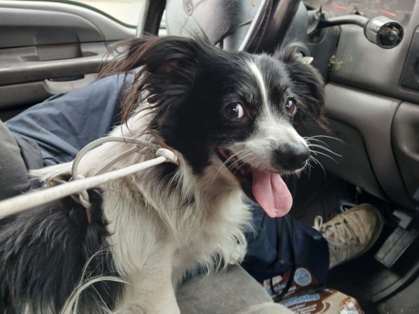 Found Mutt in Fountain Valley, CA