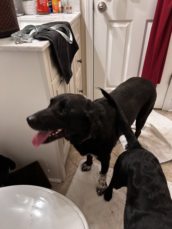 Found Labrador Retriever 