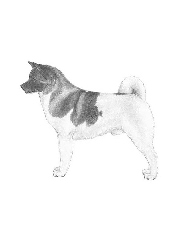 Lost Akita 