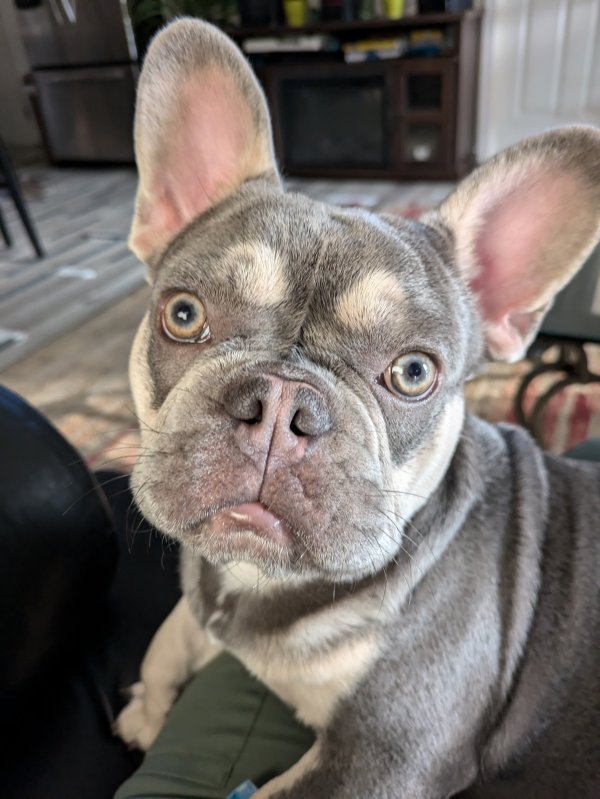 Stolen French Bulldog in Salem, OR