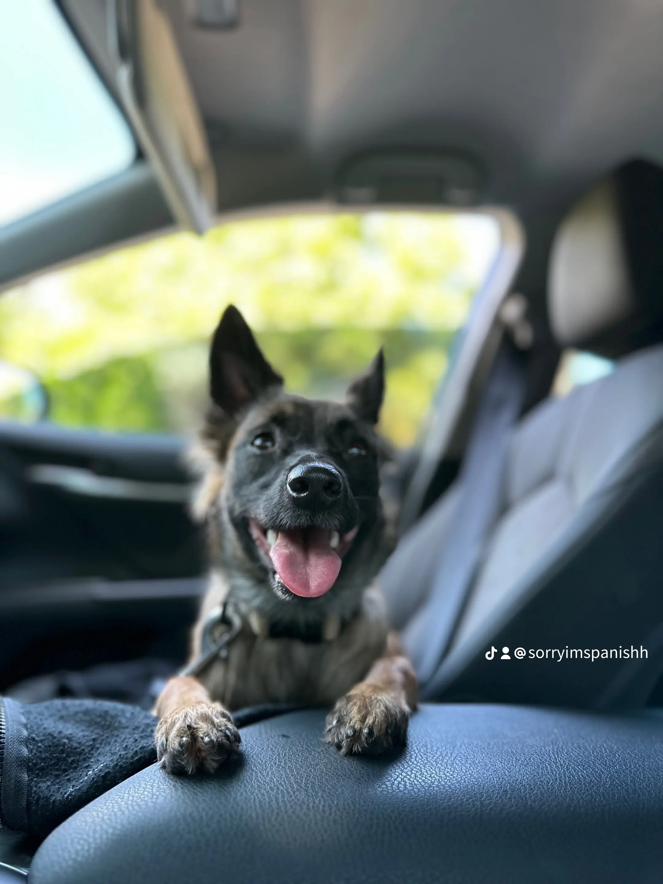 Lost Belgian Malinois 
