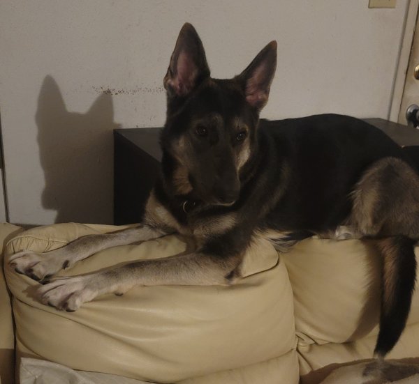 Lost German Shepherd Dog in Houston, Texas