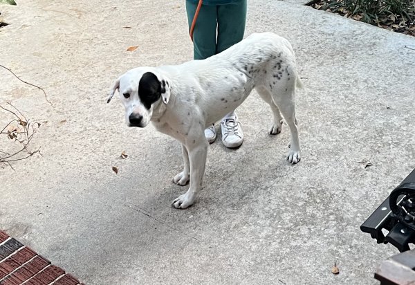 Found Great Pyrenees in Summerville, South Carolina