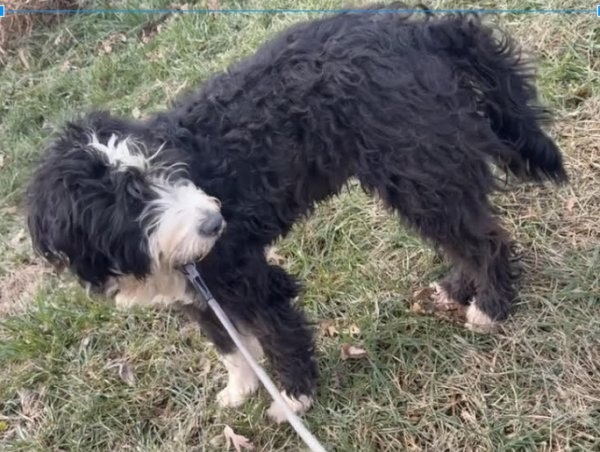 Found Poodle in Waynesburg, KY