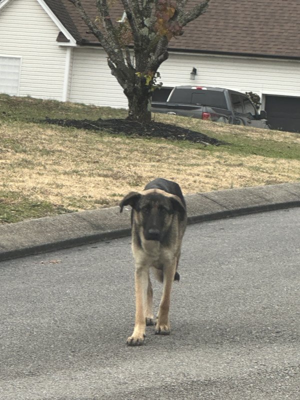 Found German Shepherd Dog 