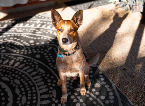 Lost Australian Cattle Dog 