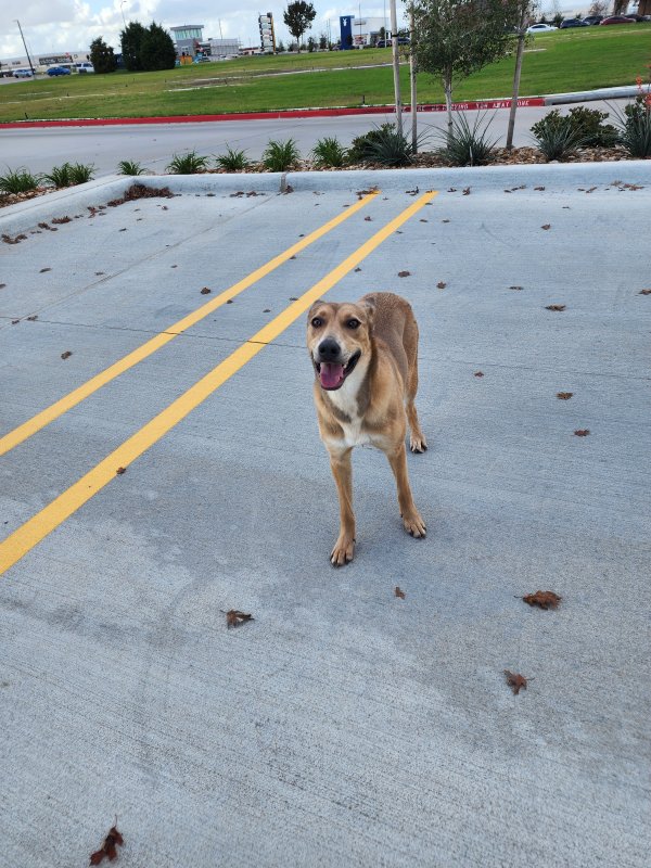 Found Labrador Retriever in Richmond, TX