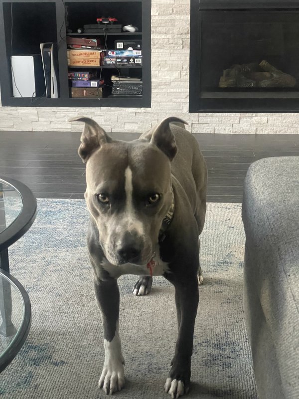 Lost Pit Bull in Stockton, CA