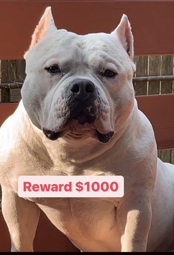 Stolen American Bulldog in Downers Grove, IL