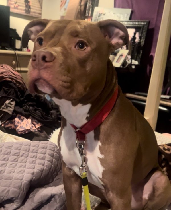 Lost Pit Bull in London, KY