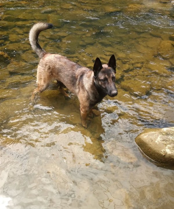 Stolen Belgian Malinois in Graysville, TN