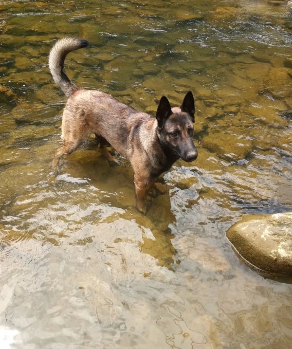 Lost Belgian Malinois 