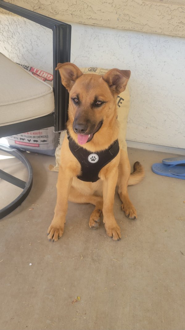 Found German Shepherd Dog in Coolidge, AZ