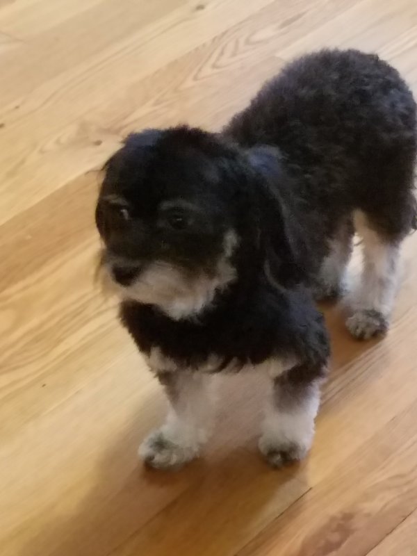 Lost Havanese in Hamilton, OH