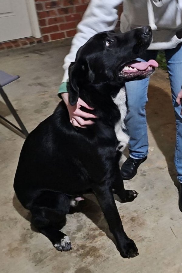 Found Labrador Retriever in Haughton, Louisiana