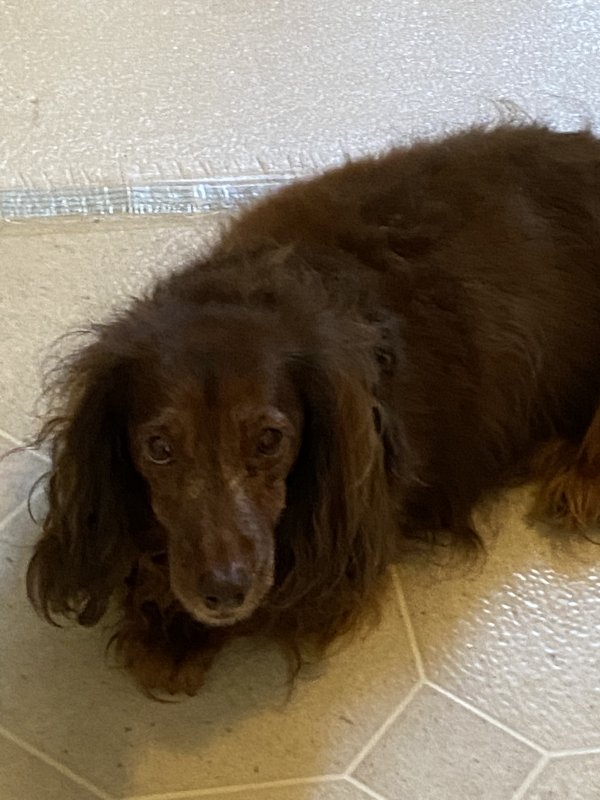 Lost Dachshund in Colorado