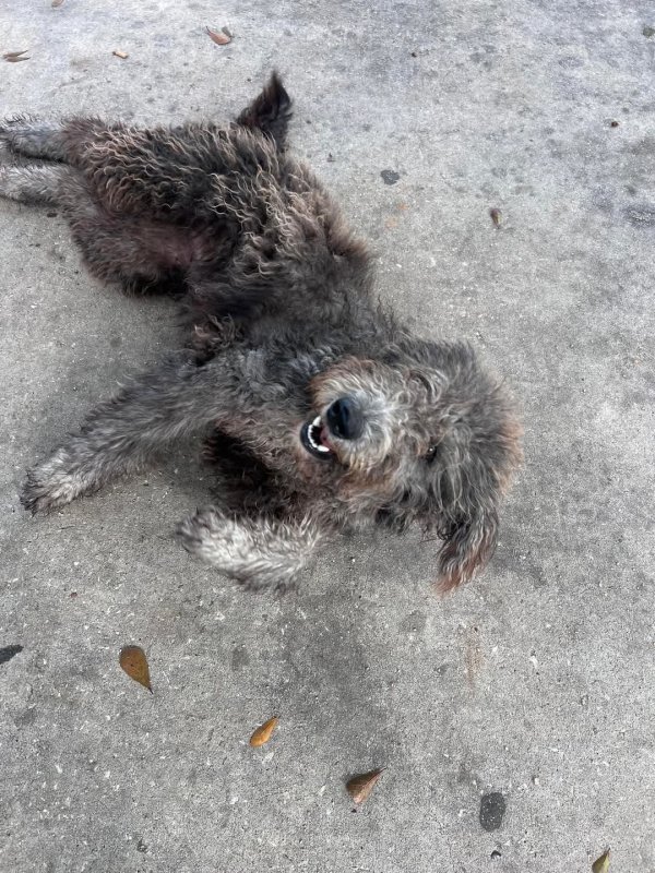 Found Poodle in Houston, TX