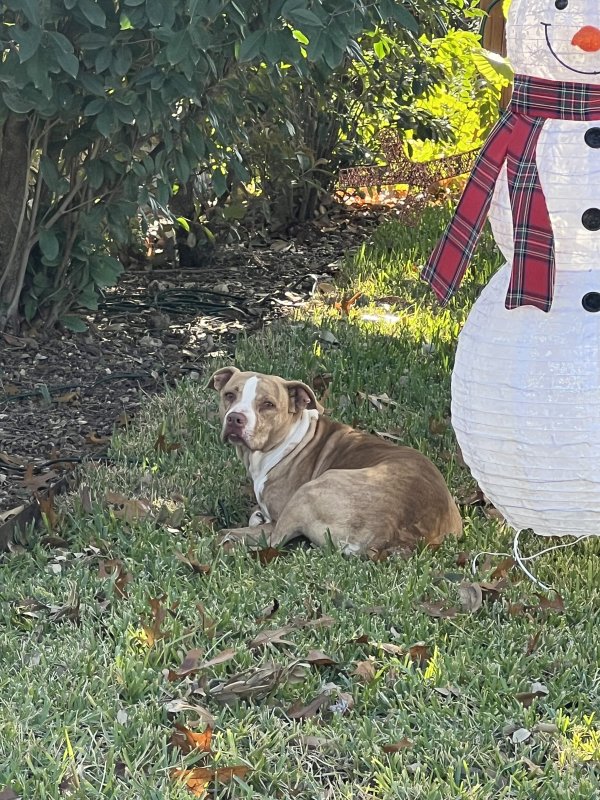 Found American Staffordshire Terrier 