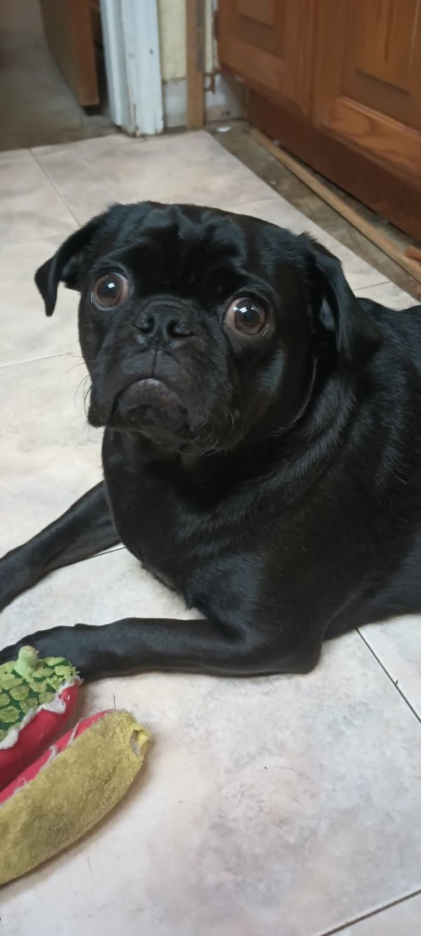 Lost Pug in Ponder, TX