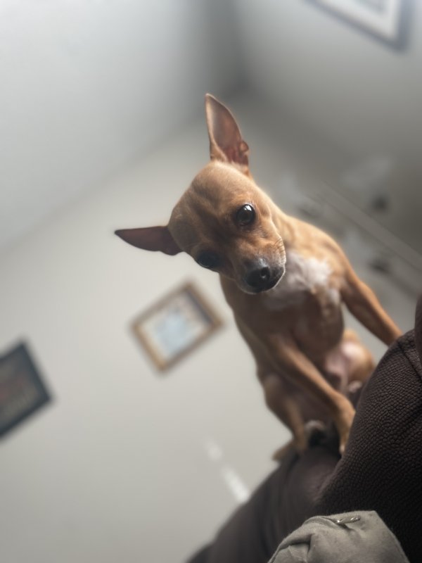 Lost Chihuahua in Florida