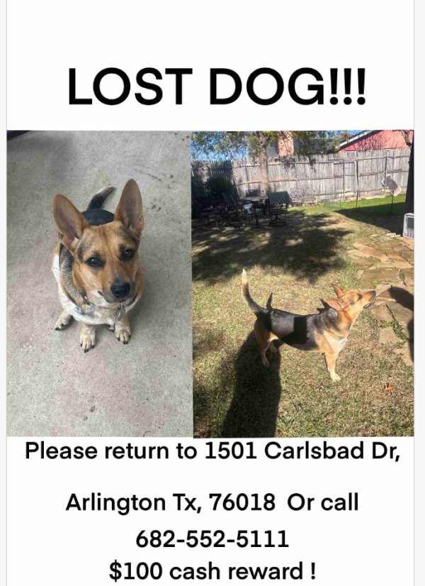 Lost Cardigan Welsh Corgi in Arlington, TX