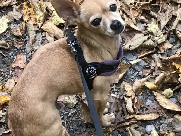 Lost Chihuahua in Largo, FL