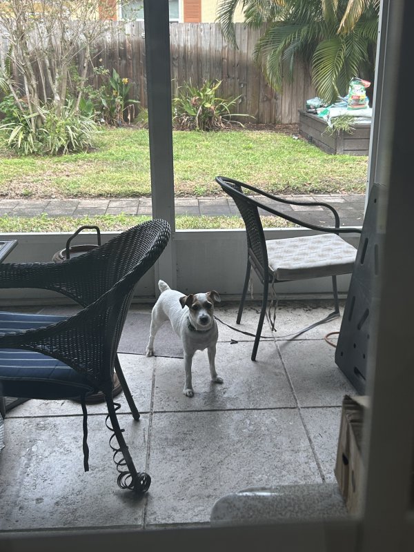 Found Jack Russell Terrier in Clearwater, FL