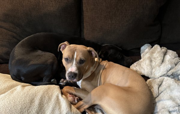 Lost Pit Bull in Tuckahoe, NY