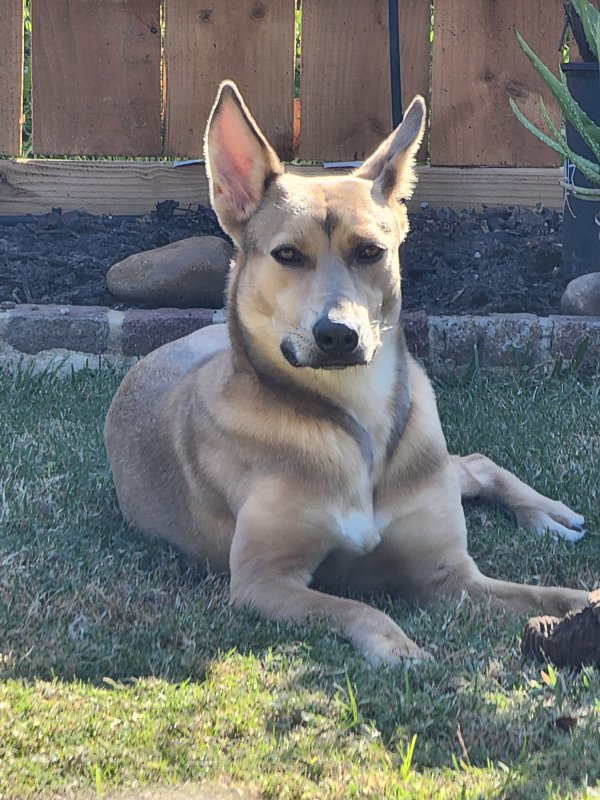 Found German Shepherd Dog in Richmond, TX