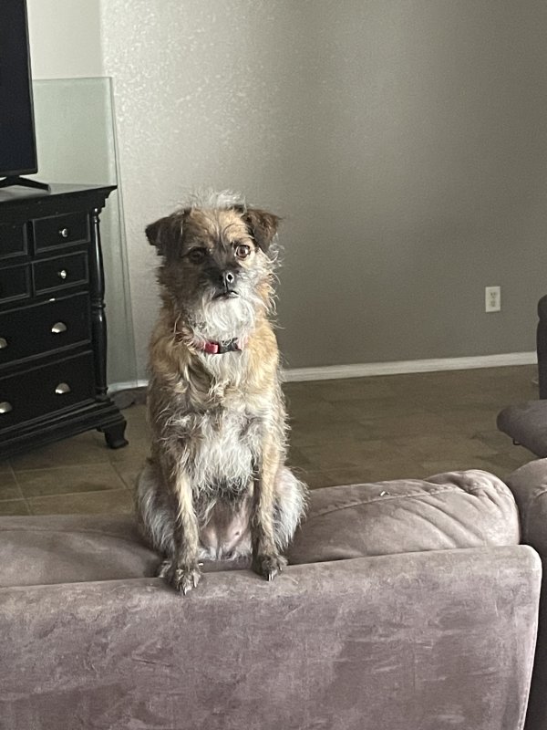 Lost Mutt in Henderson, NV