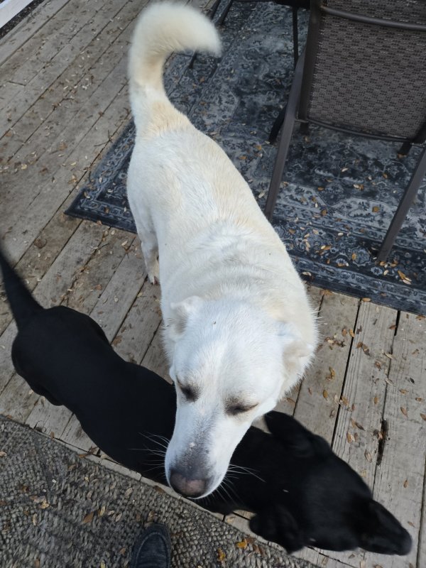 Found Great Pyrenees 