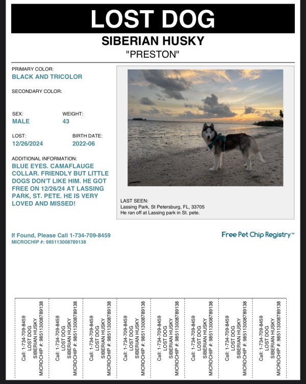 Lost Siberian Husky in Saint Petersburg, FL