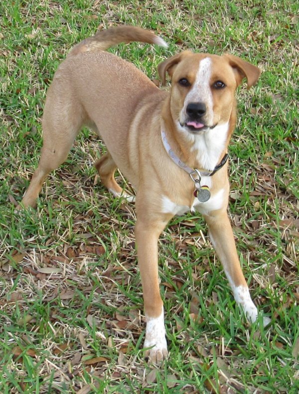 Lost Redbone Coonhound in Richmond, TX