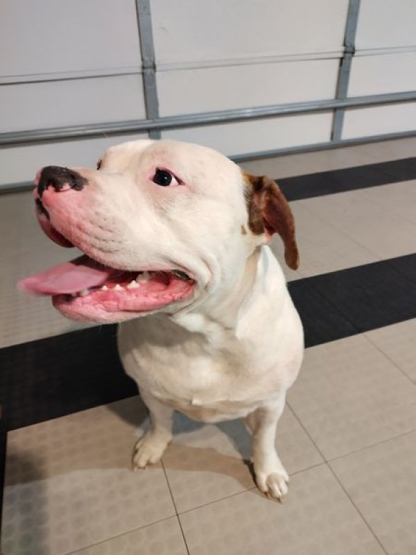 Found American Staffordshire Terrier in Florida