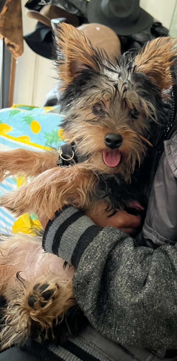 Lost Yorkshire Terrier in Illinois