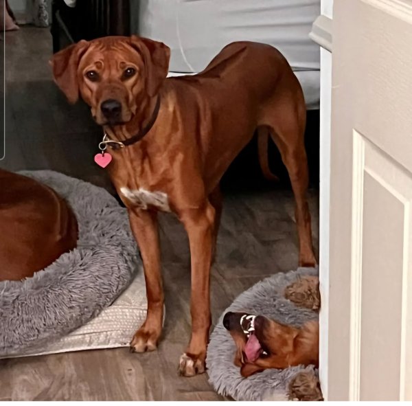 Lost Rhodesian Ridgeback in McAllen, TX