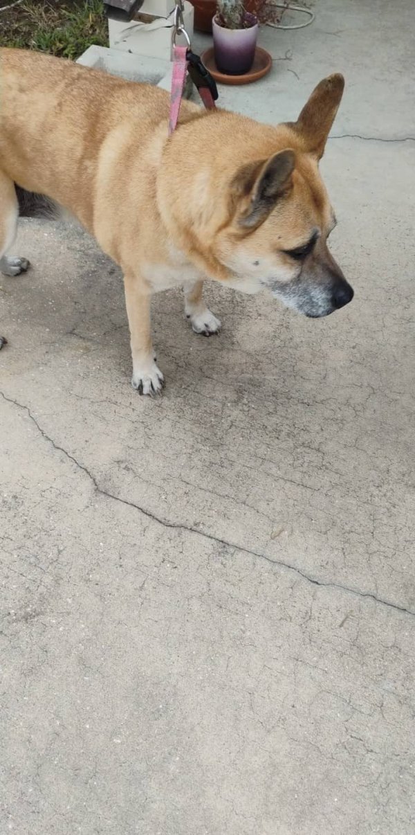 Found Dog in Hudson, FL