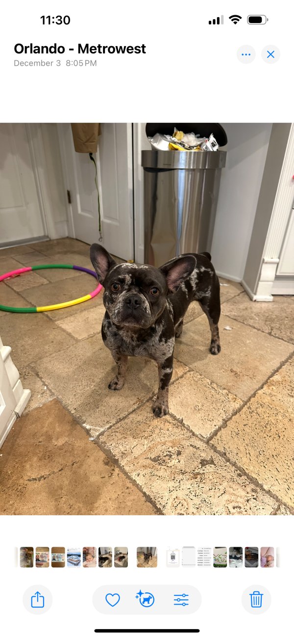 Lost French Bulldog in Orlando, FL