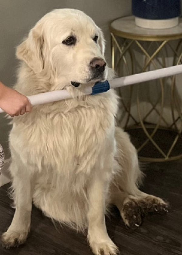 Lost Great Pyrenees in Colorado